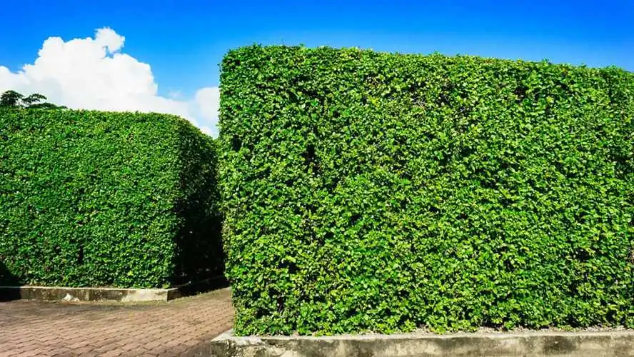黑麻花网球拍左手还是右手